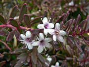 MYOPORUM PARVIFOLIUM PURPUREA Sydney's Plant Market